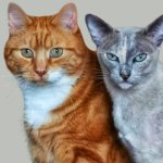 scrumpy and bramley.jpg